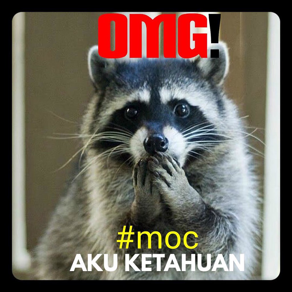 Foto Meme Lucu Hewan DP BBM Jomblo