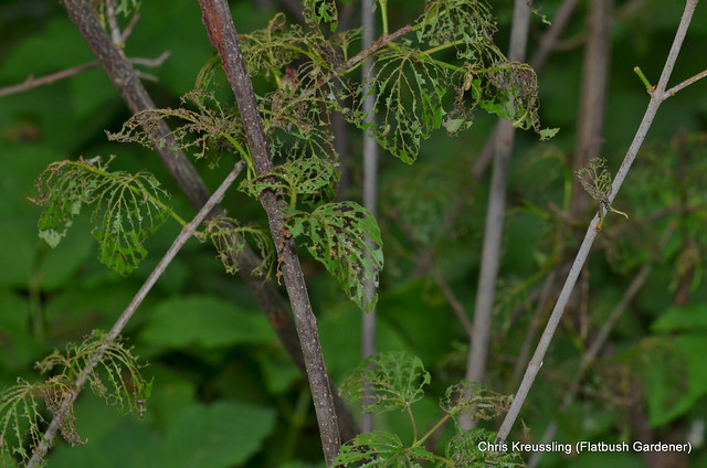 Pyrrhalta viburni, Viburnum leaf beetle, on Viburnum dentatum, arrowwood, Prospect Park, Brooklyn, May 2014