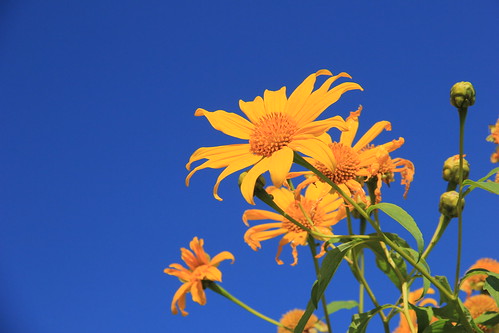 Sunflower, Kalaw to Inle Lake trek