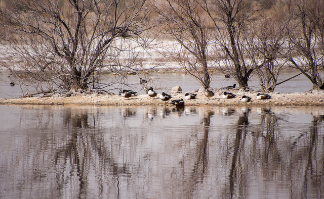 ducks & reflections