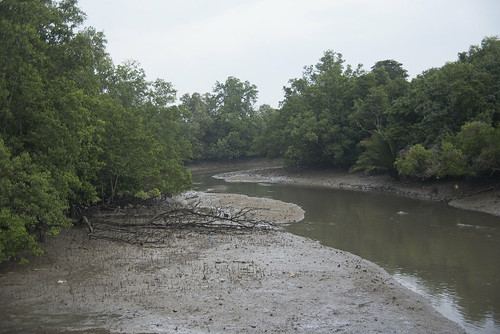 Changi Creek mangroves after oil spill in Johor Strait, Jan 2017