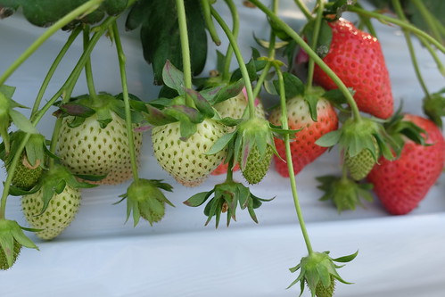 polepole farm strawberry picking 15