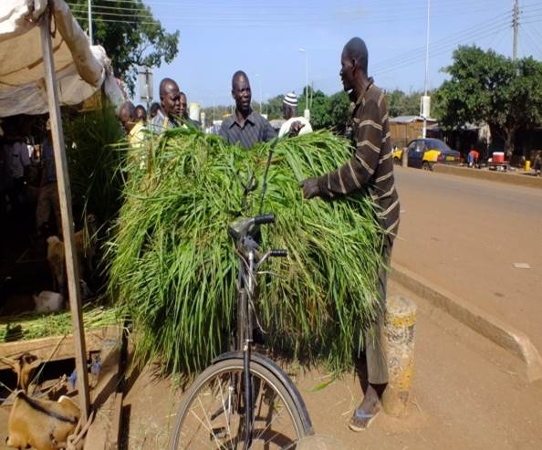 A man uses his bicycle to transport livestock fodder after purchasing from the market (Photo credit: ILRI/Solomon Konlan)