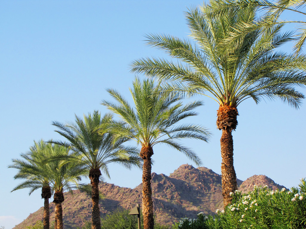 Arizona Mountains and Palm Trees 