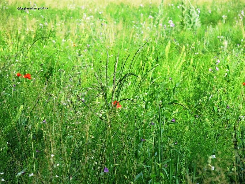 Wild Flower Meadow, Feldbrunnen