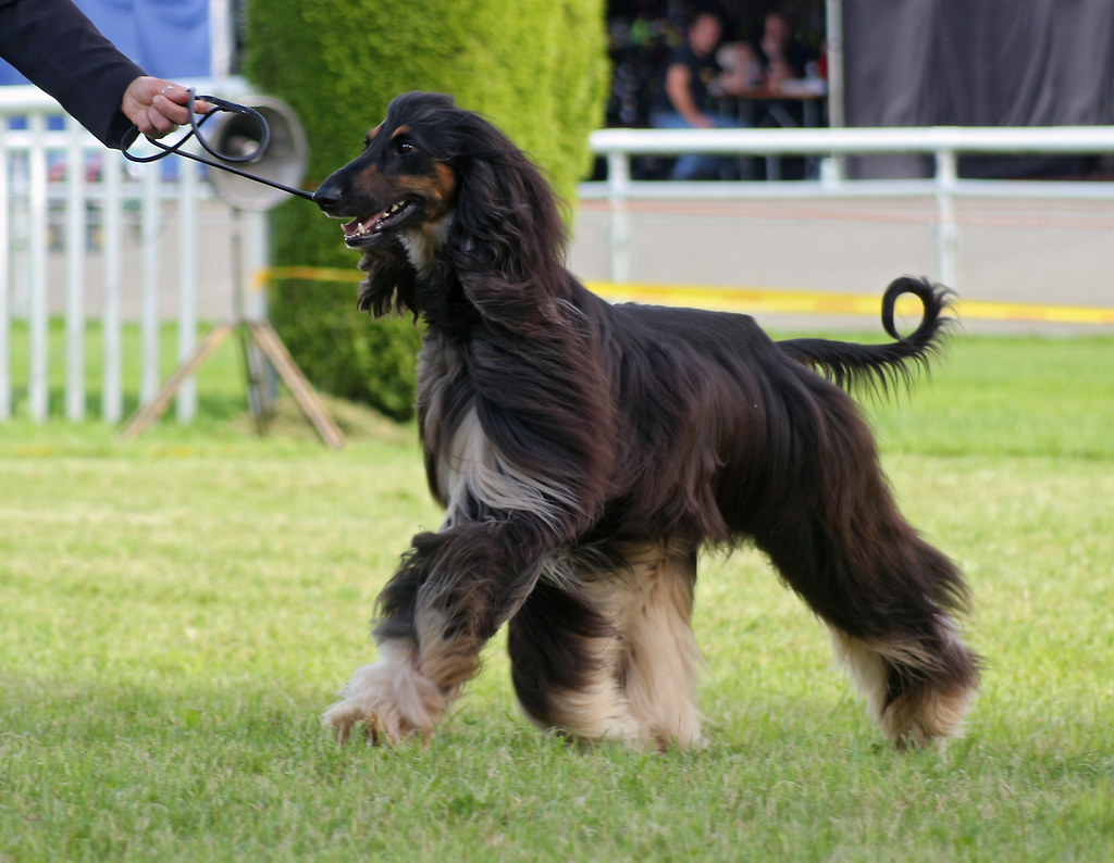 Afghan Hound at dog show An Afghan Hound during an FCI