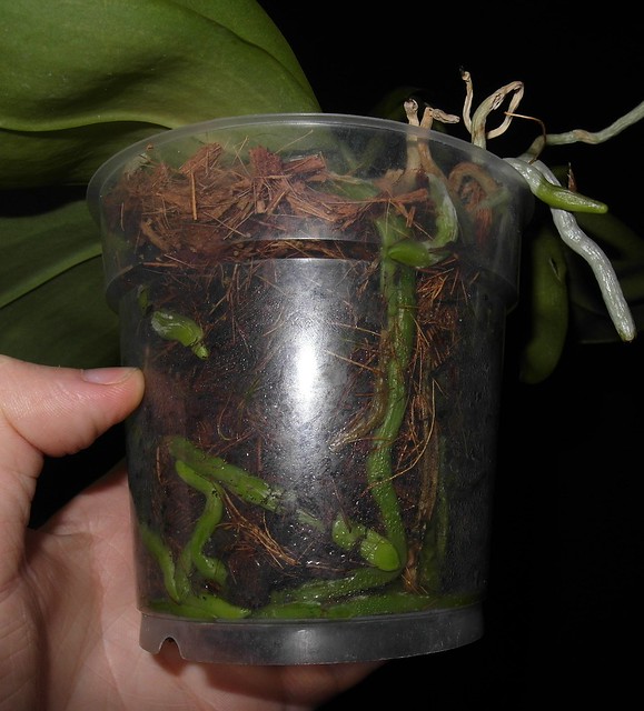 Phalaenopsis bellina x violacea (Samera) 18429470370_1354248237_z