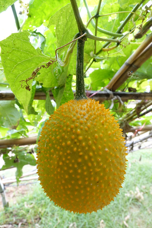 Chang Hua Man Royal Project hybrid fruit