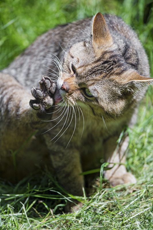 Wild cat licking paw