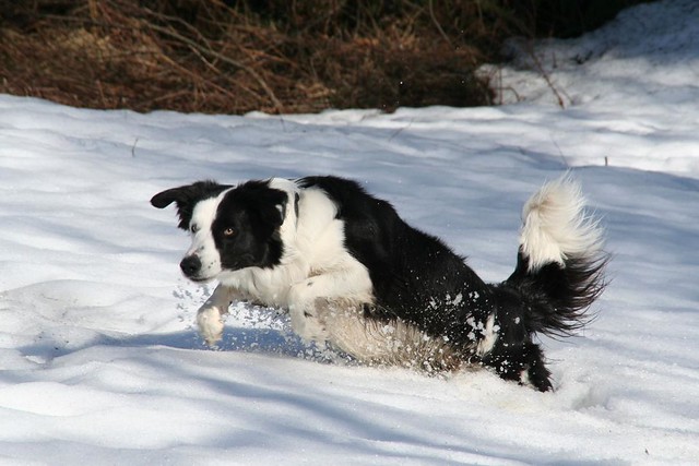border-collie-dog-facts