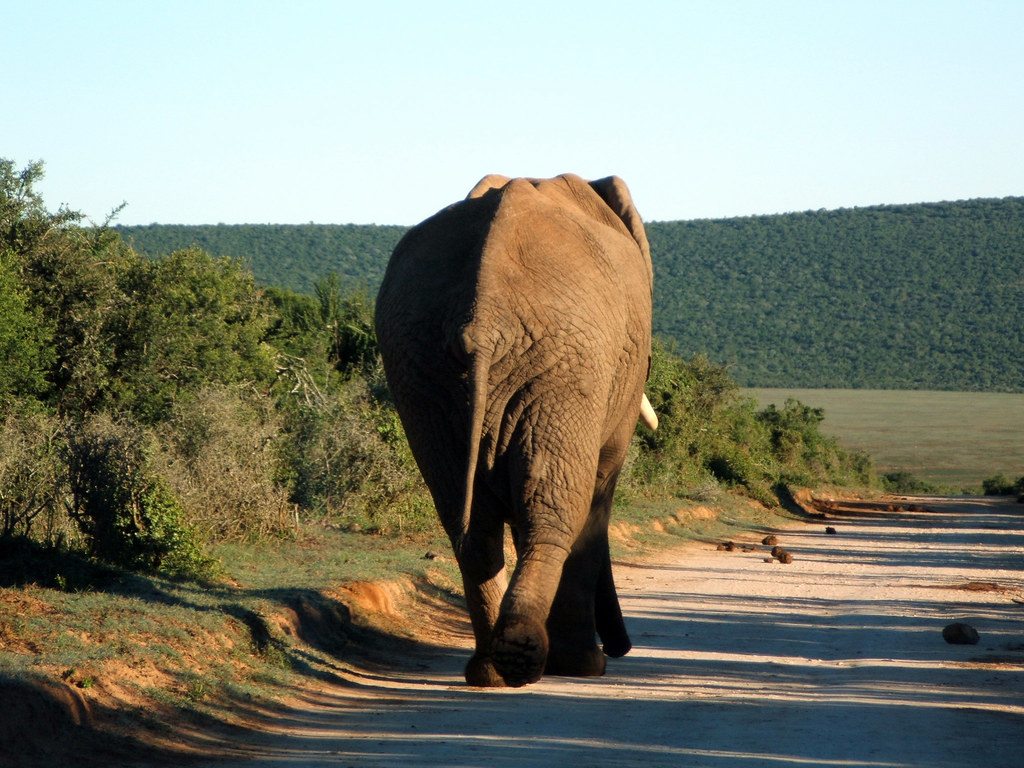 Addo Elephant NP - Een bijzondere ontmoeting (foto: Tim Parkinson)