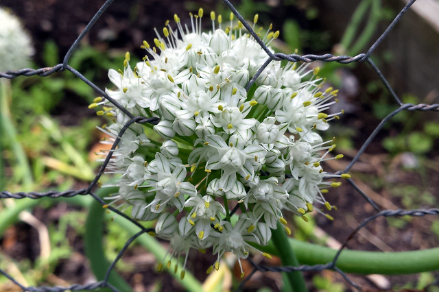 a globe of white flowers with green veins