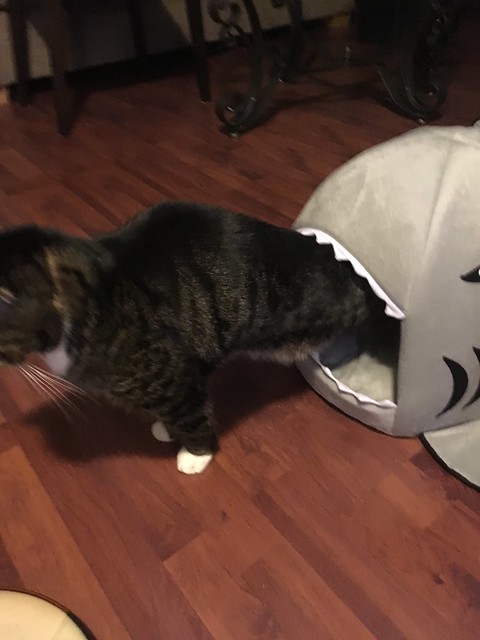 Cat in a shark