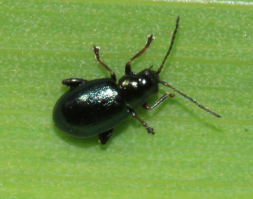 Iris Flea Beetle 7935