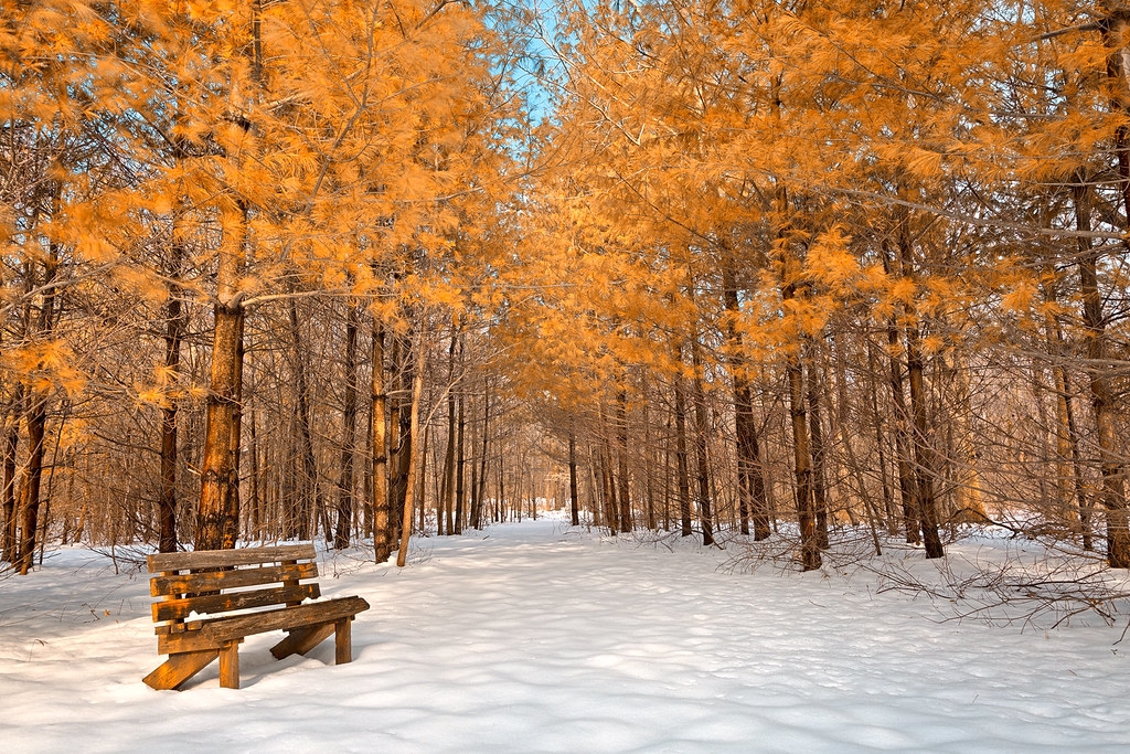 Gold Winter Pine Trail - HDR | Wide-angle winter pine forest… | Flickr