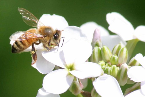 bee on wild phlox IMG_2645