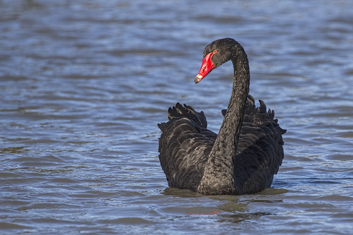 Black Swan 2015-06-08 (_MG_3285)