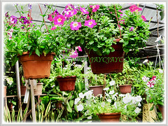 Assorted-coloured Petunias at a garden nursery in the neighbourhood, 29 May 2013