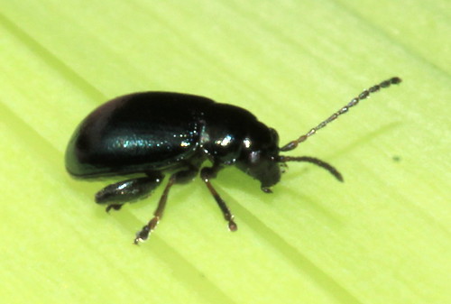 Iris Flea Beetle 7950