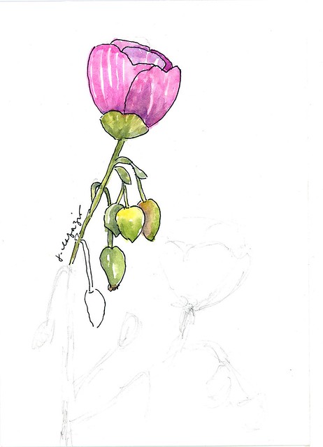 succulent flower from my sketchbook