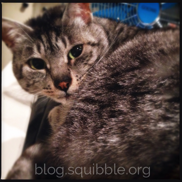 Project 365 - Squibble - 78