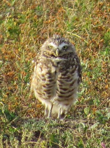 Burrowing Owl in The Badlands National Park in South Dakota 27