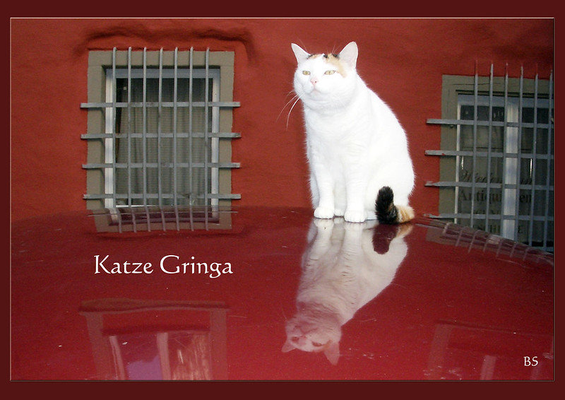 Katze Katzenbekanntschaft: Gringa aus Lindau am Bodensee ... 2006 ... Foto(s): Brigitte Stolle, Mannheim
