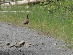 Mother Grouse