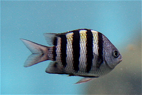 striped freshwater fish