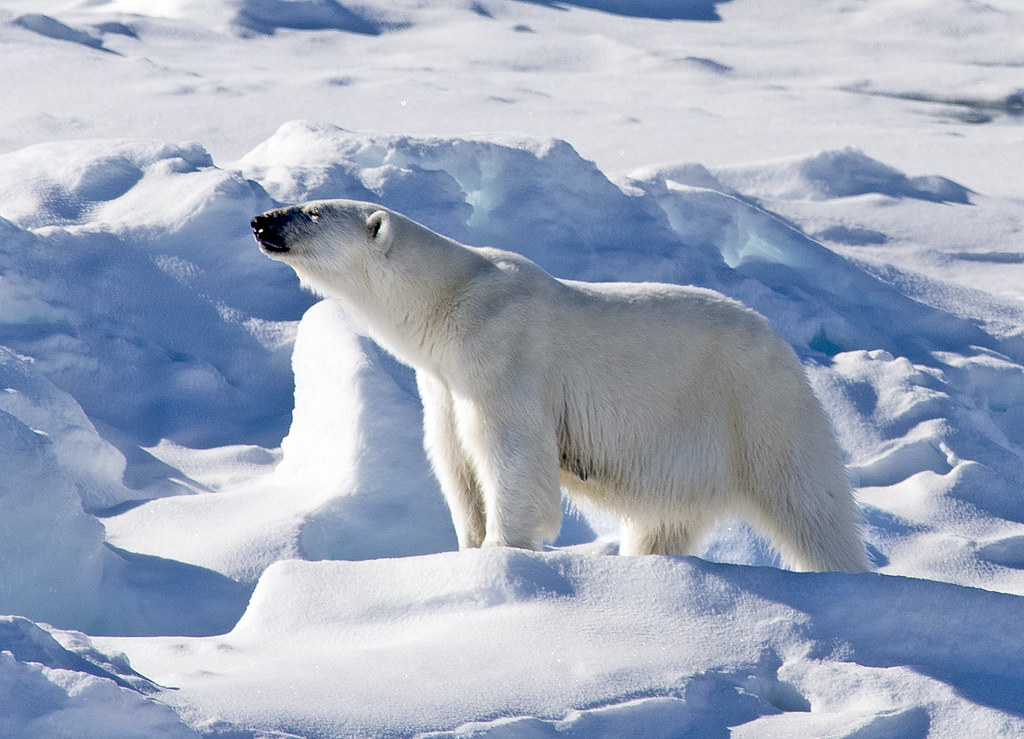 Polar Bears near the North Pole | Christopher Michel | Flickr