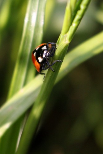 Ladybug I