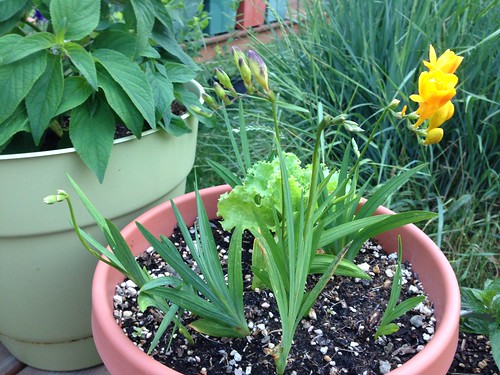 Freesia pot, with five spikes showing.