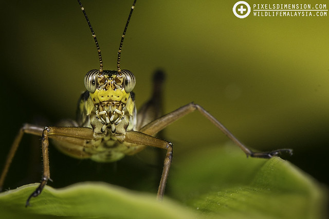 Nisitrus sp. ♀- Common Bush Cricket
