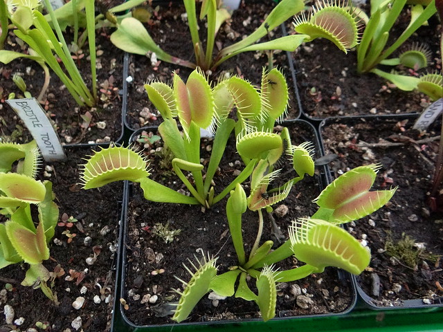 Dionaea muscipula 'H13'