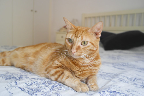 Rubia, gata naranja dibujo tabby de ojos verdes esterilizada y muy cariñosa, nacida en 2013, necesita hogar. Valencia. ADOPTADA. 18493824968_9be3518254