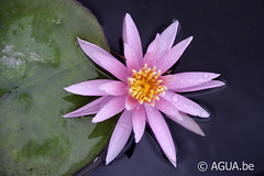 Nymphaea Perry's cactus Pink
