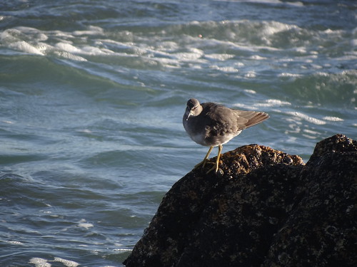 wandering tattler