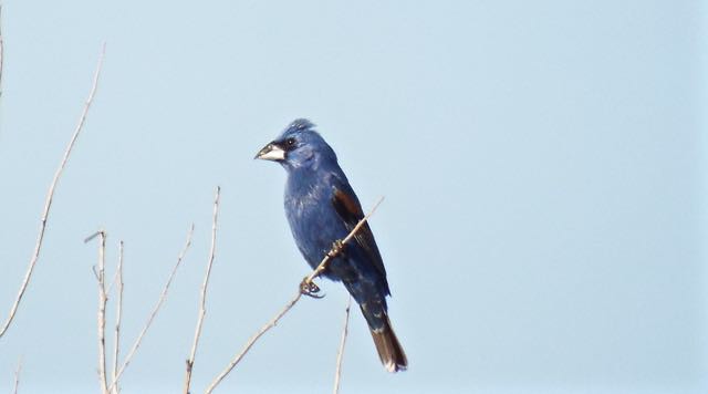 Blue Grosbeak, Mesilla Valley Bosque