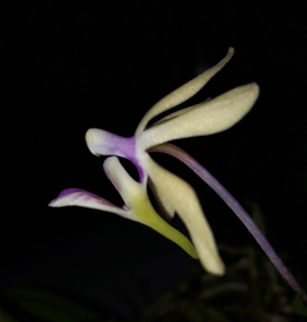 Neofinetia falcata 'Kibana' x Phalaenopsis honghenensis (wilsonii) 31647316513_e9bb11df1a_z