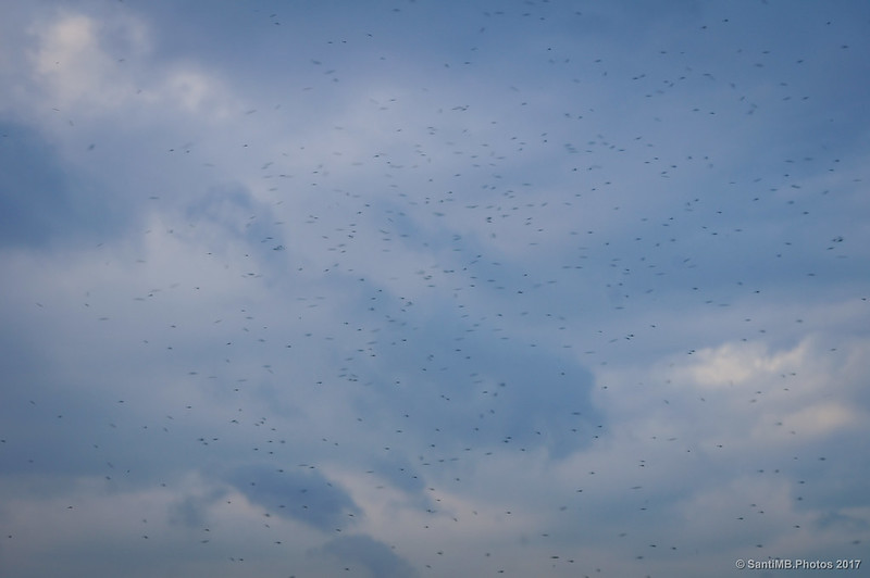 Nube de mosquitos en el Delta del Llobregat