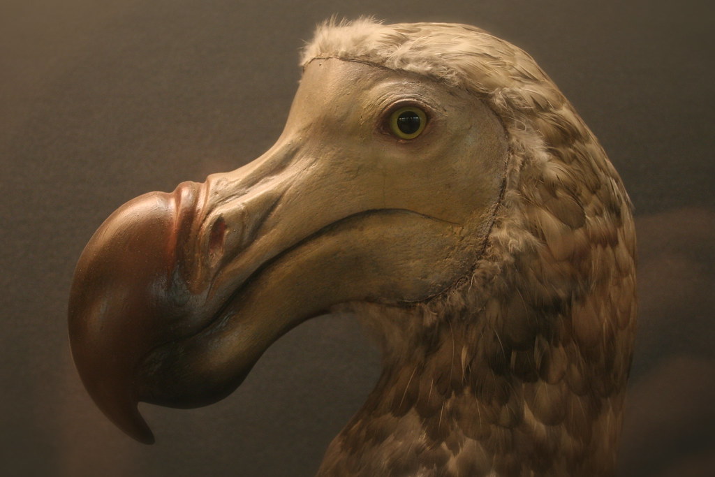 DODO (Raphus cucullatus) | EXTINCT The Dodo and the two spec… | Flickr