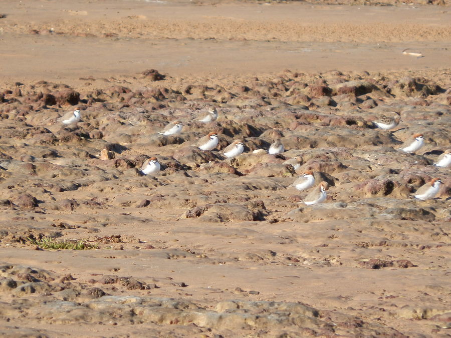Red-capped Plover at Port Clinton