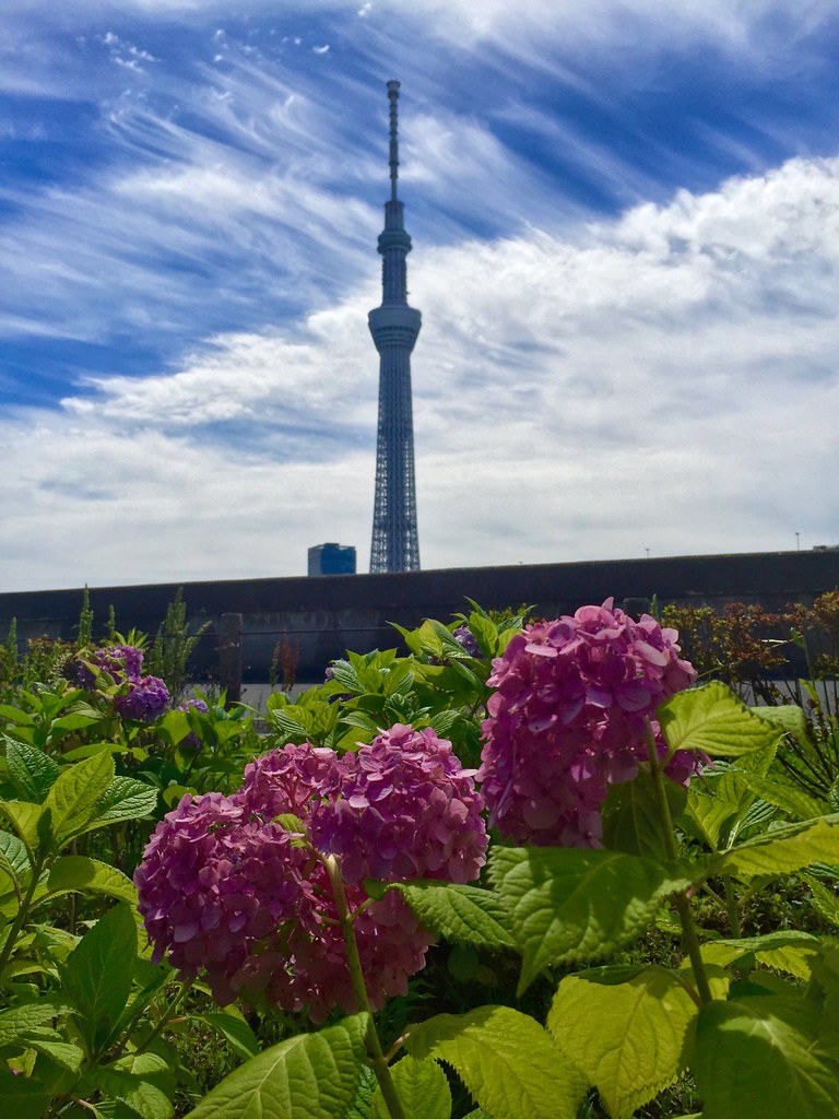 Hydrangea / Ajisai and Tokyo Skytree