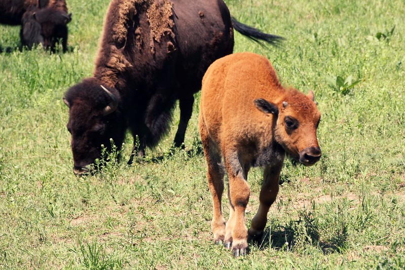 Bison in Colorado