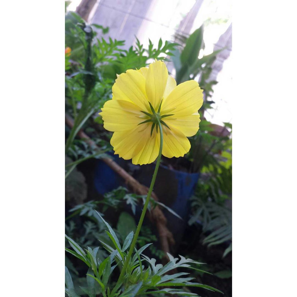 Nama Ahmad Taha Tolu Judul Bunga Kuning Deskripsi Bunga Flickr