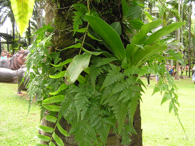 Nong Nooch Tropical Botanical Garden, Pattaya