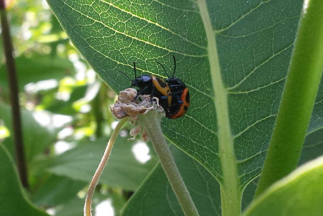 yellow beetle and red beetle copulating on a milkweed leaf