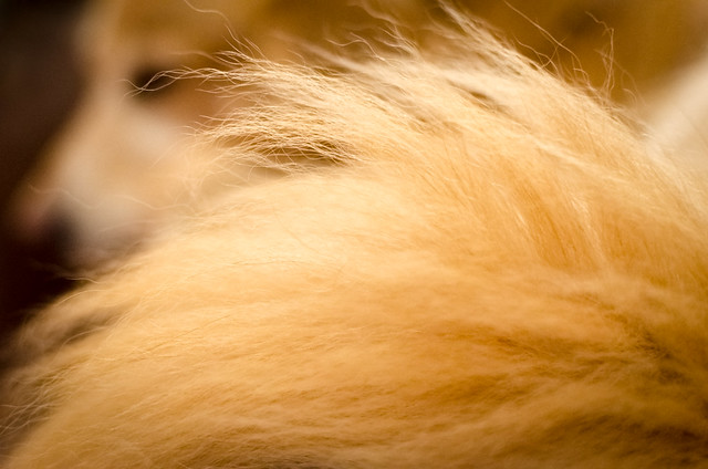 Fluffy Tail