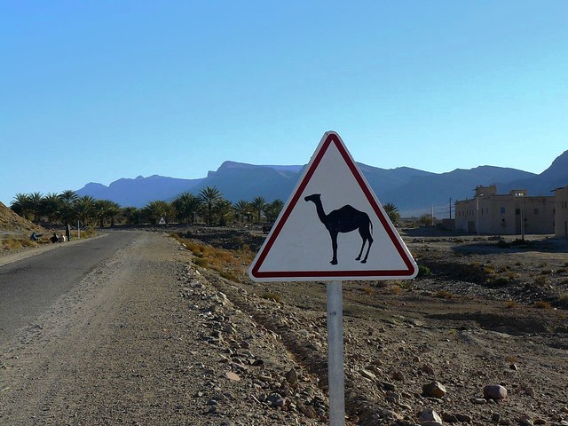 Señal de cruce de camellos en Marruecos