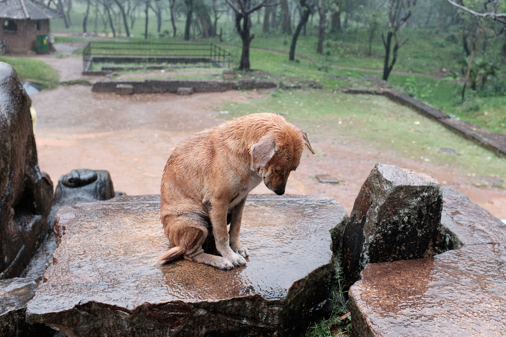 Dog in the store rain